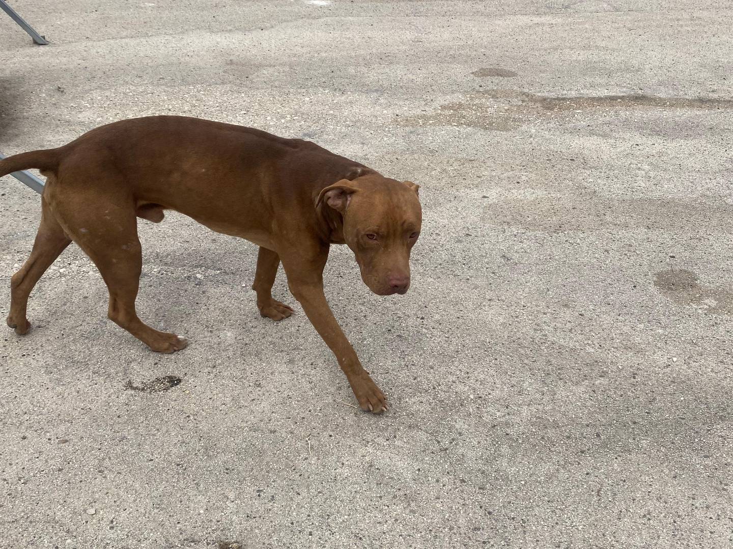 Adotta il cane Ciro a Bari