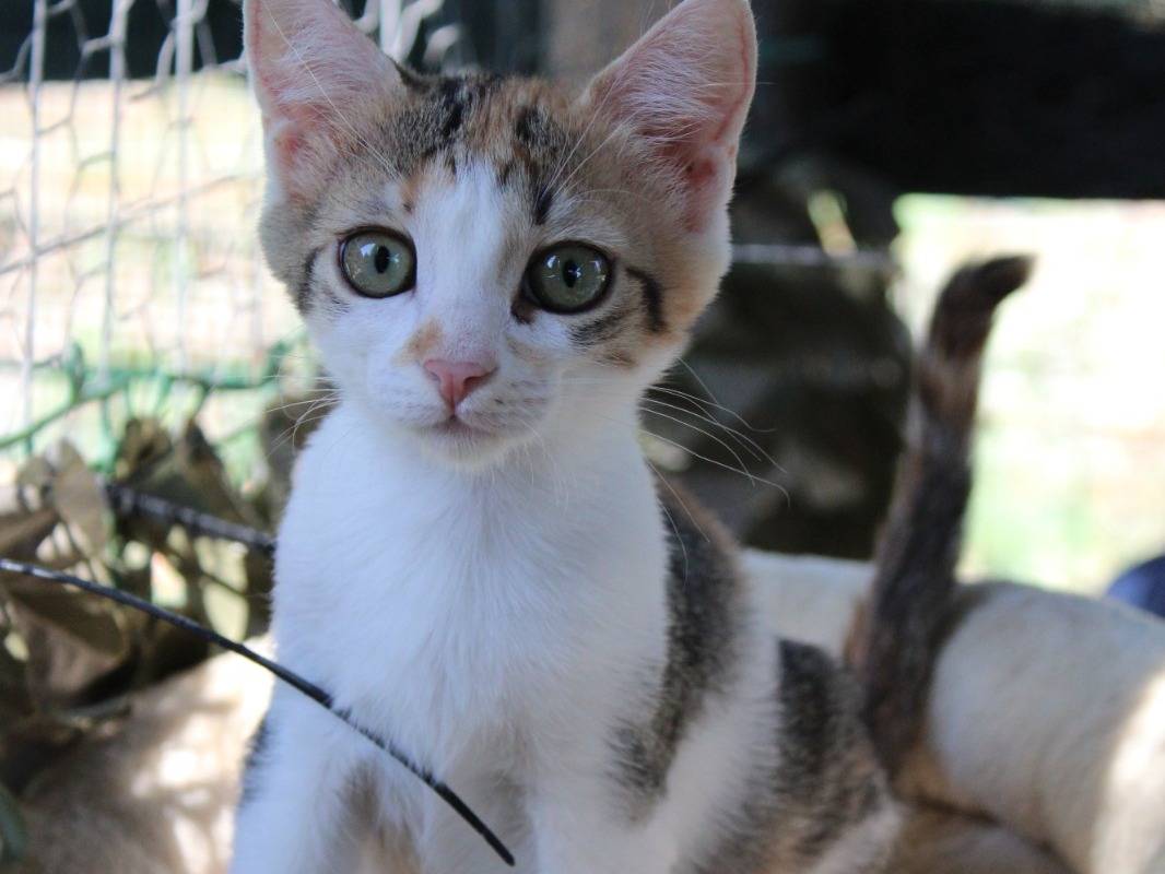 Adozione gatto, femmina, Razza sconosciuta Razza sconosciuta, 2 mesi, taglia non valida, Roma