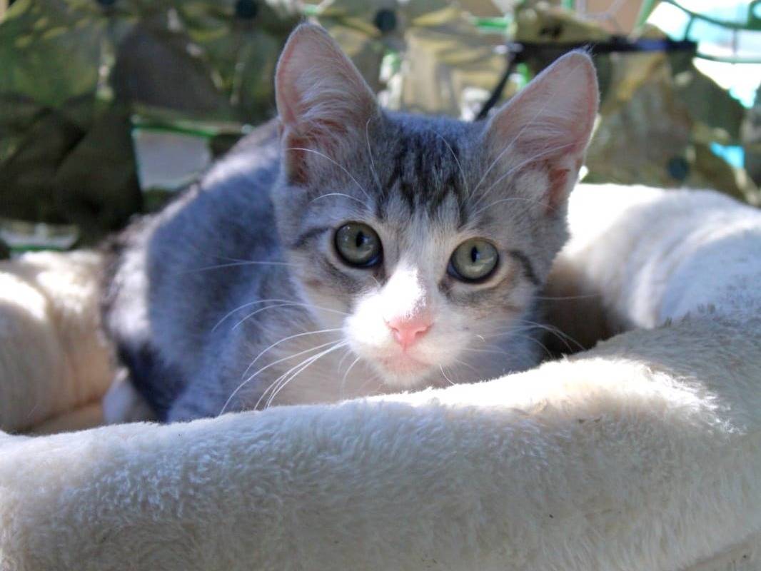 Adozione gatto, femmina, Razza sconosciuta Razza sconosciuta, 2 mesi, taglia non valida, Roma