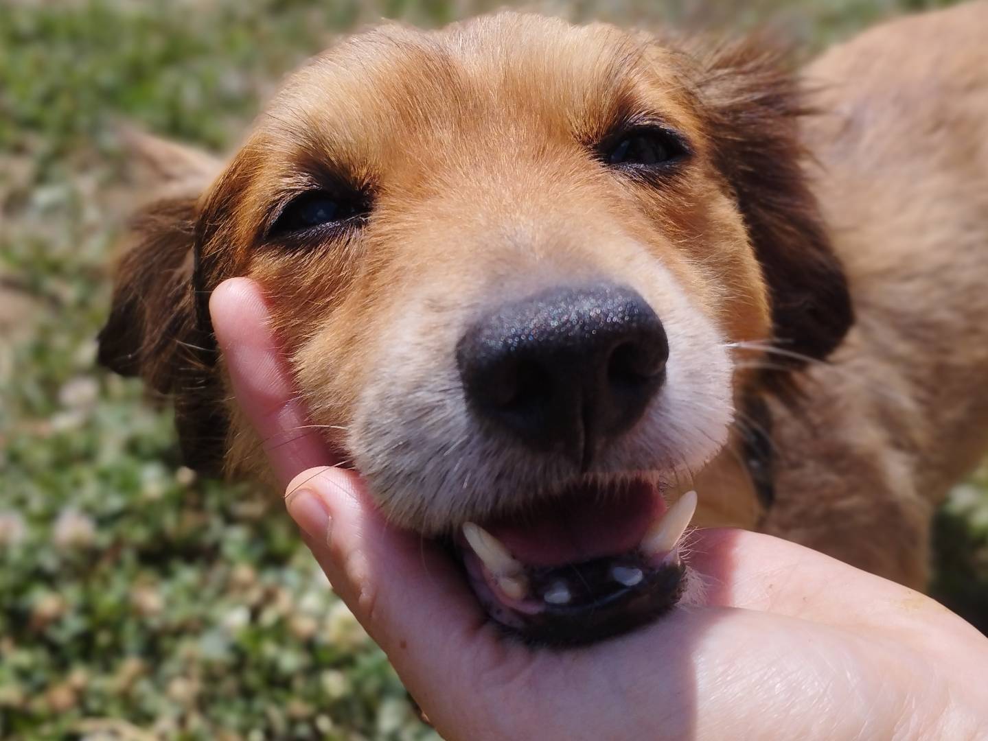 Adozione cane, maschio, Bassotto Razza sconosciuta, 11 anni e 6 mesi, taglia piccola, Pavia