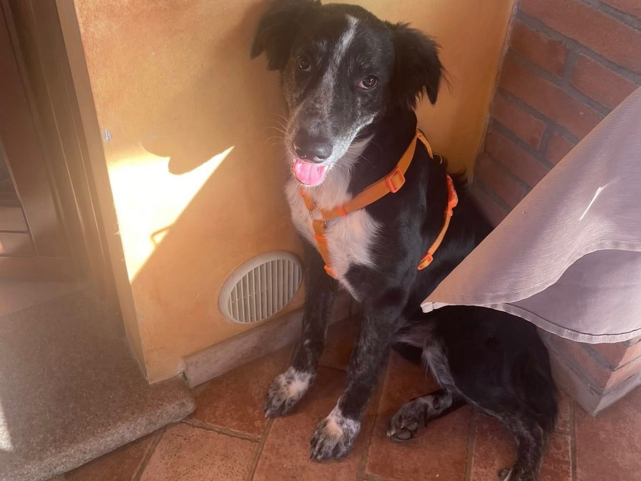 Adozione cane, maschio, Razza sconosciuta Razza sconosciuta, 7 mesi, taglia media contenuta, Pavia