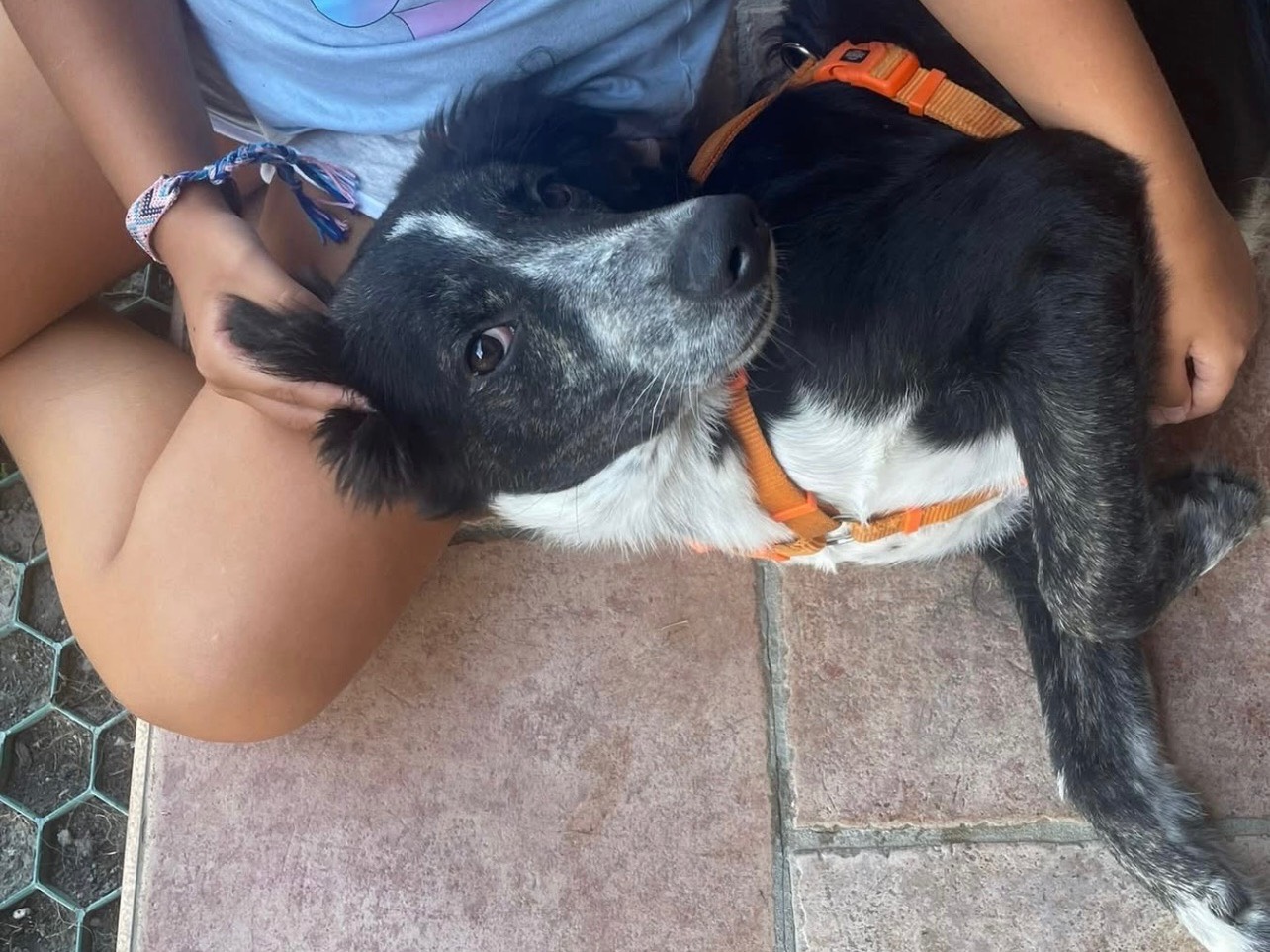 Adotta un cane, maschio, 7 mesi, Pavia