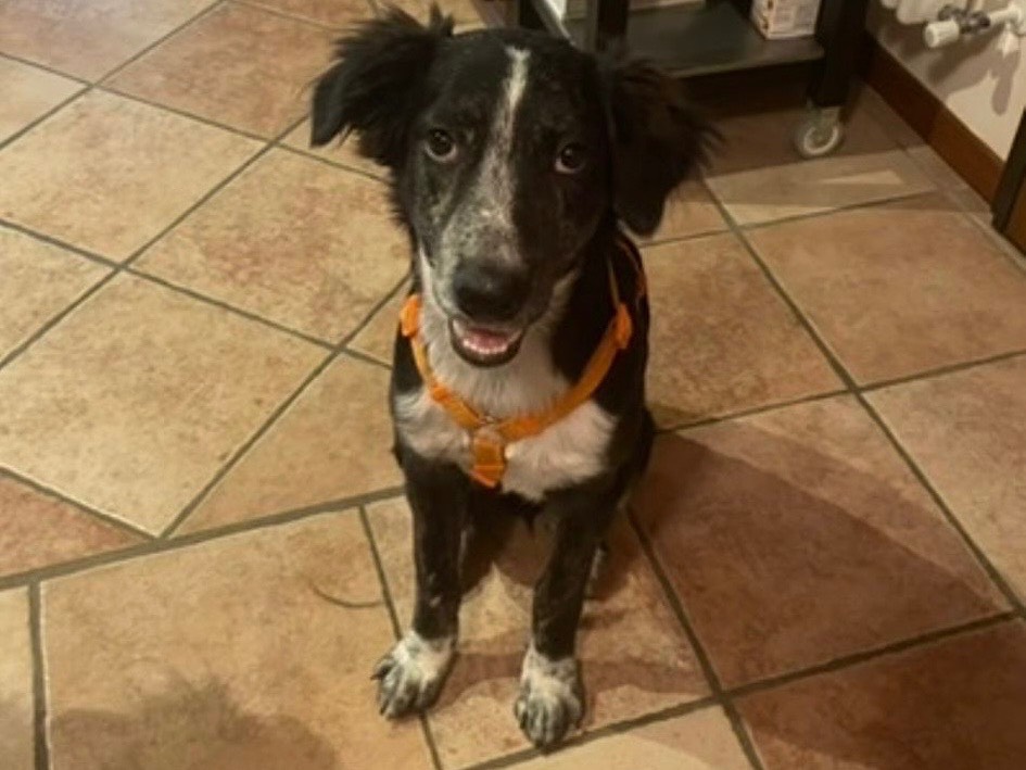 Adotta un cane, taglia media contenuta, maschio, Pavia