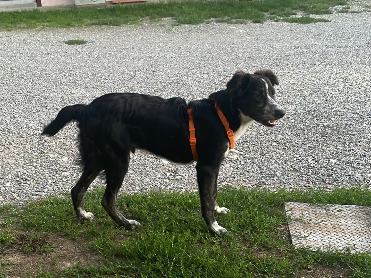 Vuoi adottare un cane a Pavia?