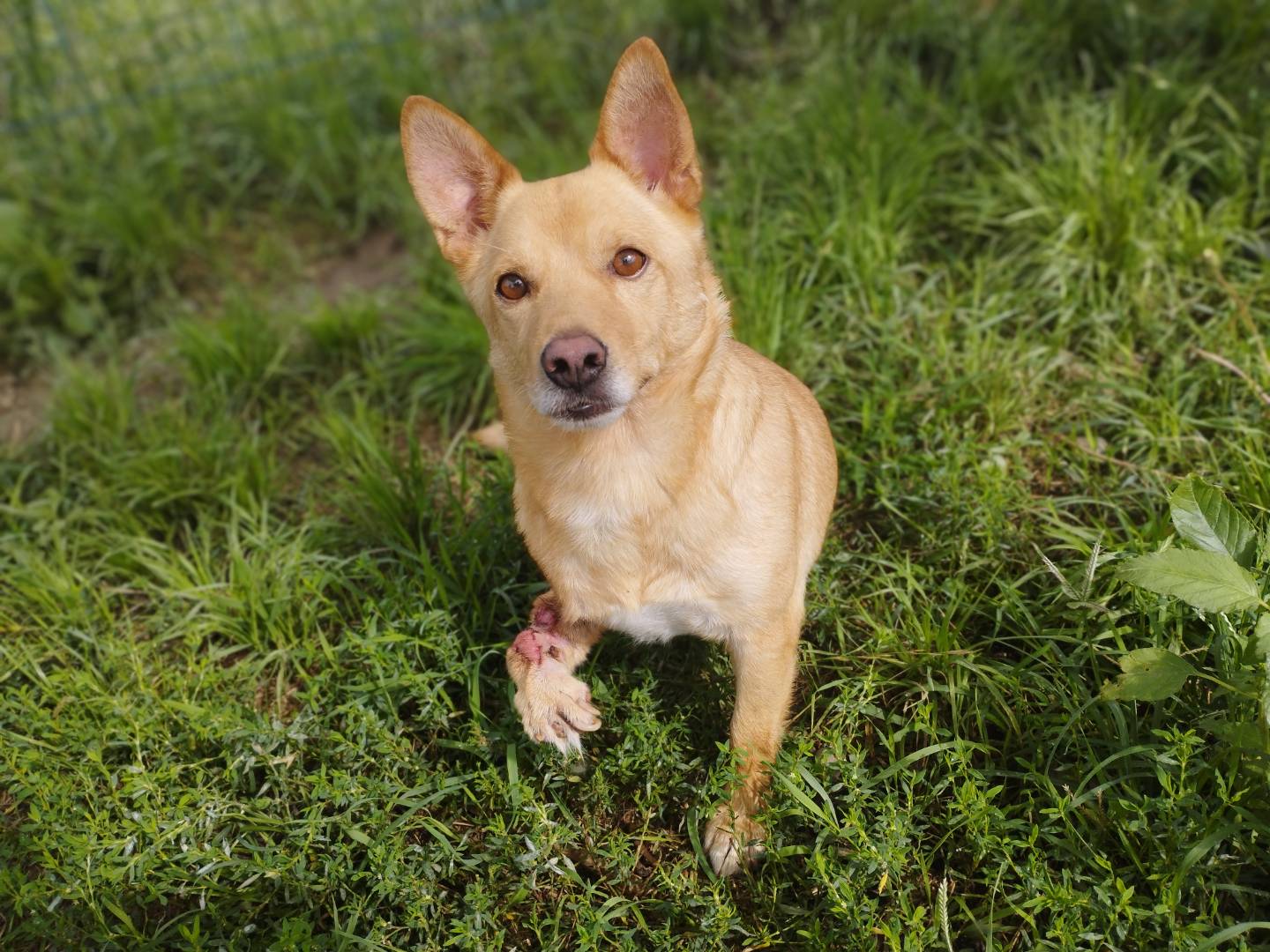 Adotta un cane, maschio, 5 anni e 8 mesi, Milano