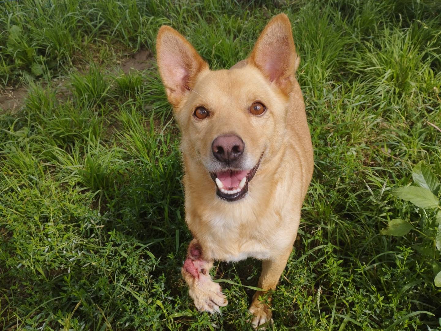 Vuoi adottare un cane a Milano?