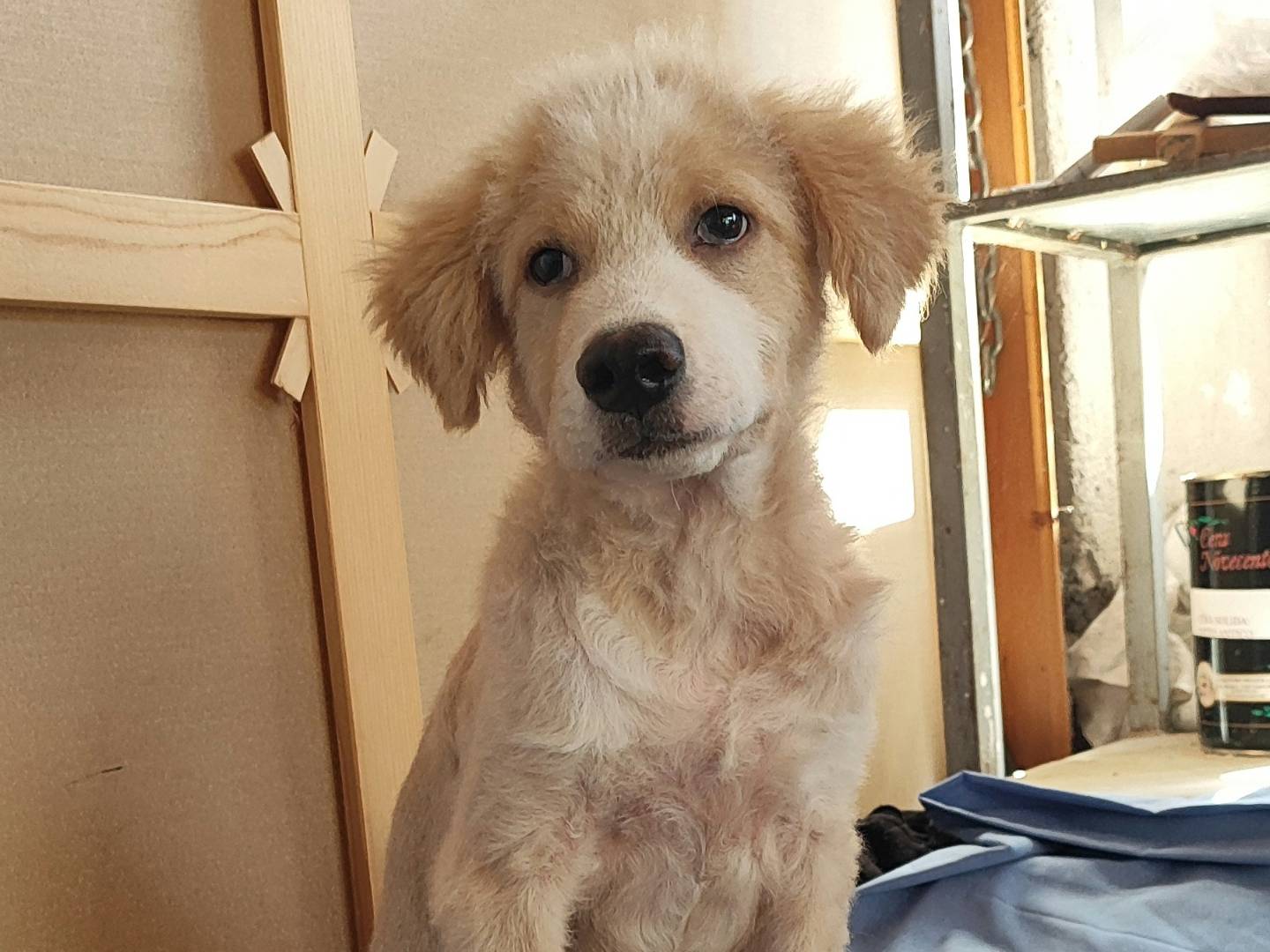 Adozione cane, maschio, Razza sconosciuta Razza sconosciuta, 3 mesi, taglia grande, Como