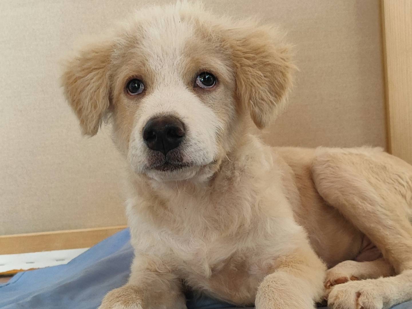 Adotta un cane, maschio, 3 mesi, Como
