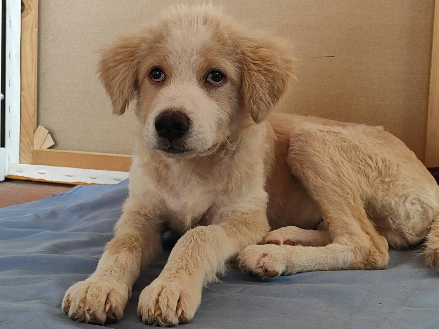 Vuoi adottare un cane a Como?
