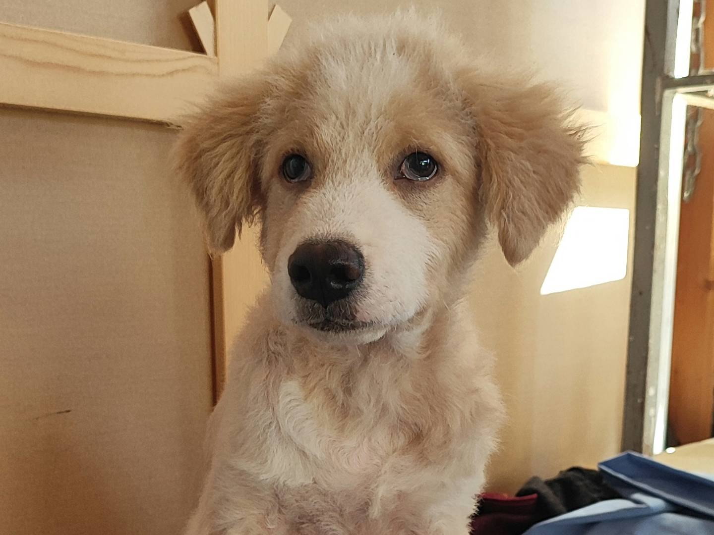 Adotta il cane SPARTACO a Como