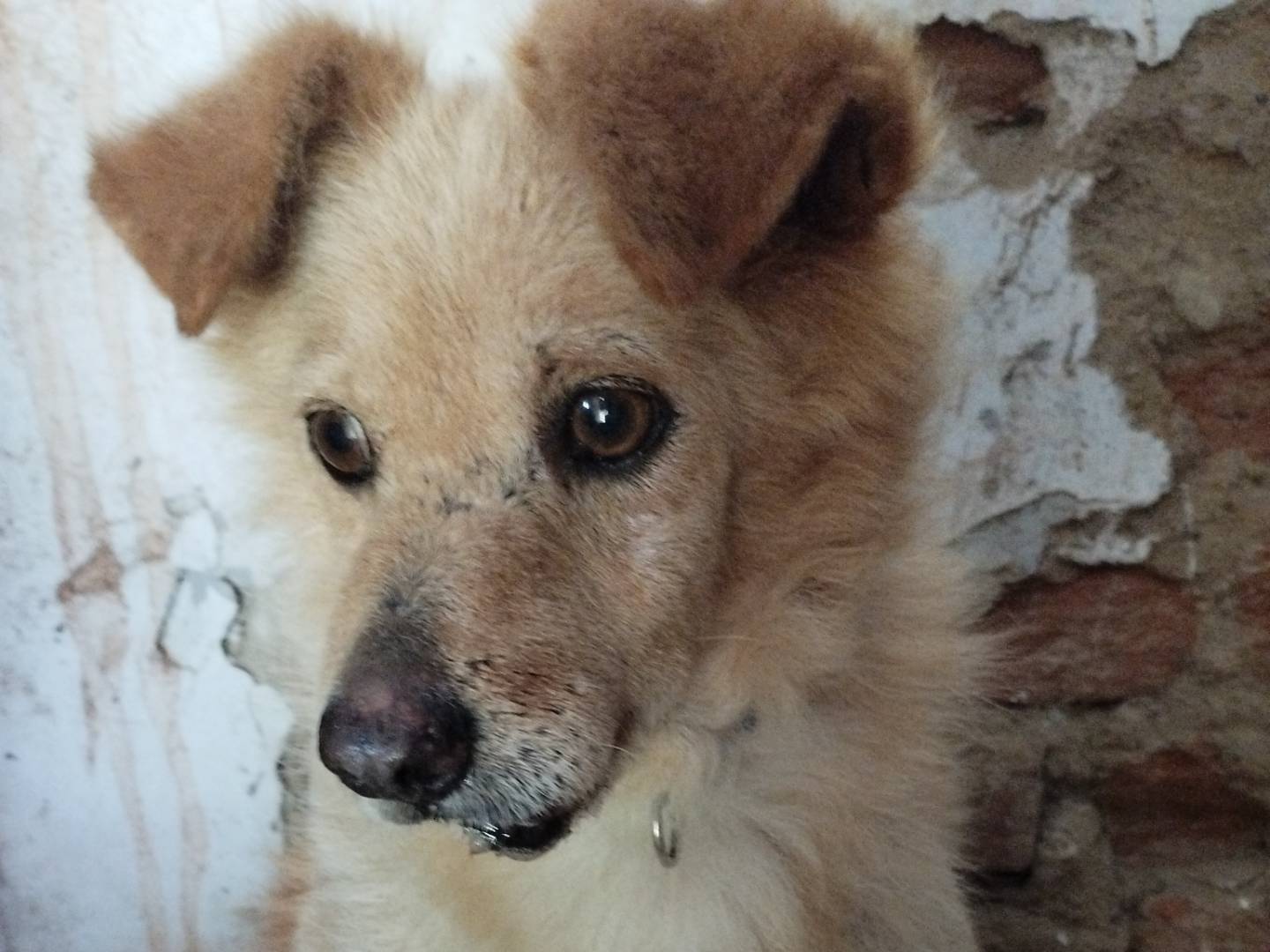 Adozione cane, maschio, Razza sconosciuta Razza sconosciuta, 14 anni e 8 mesi, taglia piccola, Pavia