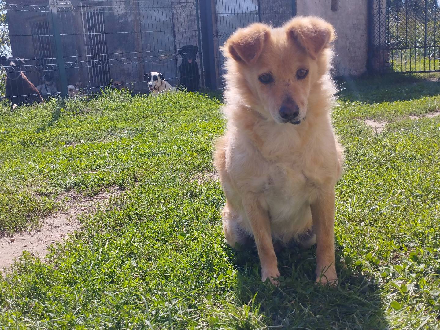 Adotta un cane, maschio, 14 anni e 8 mesi, Pavia