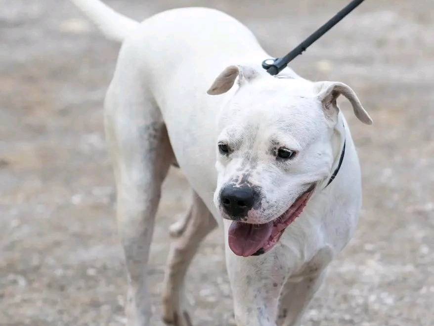 Adotta il cane TOGO a Cremona