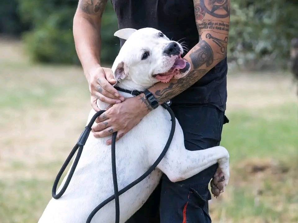 Adozione cane, maschio, Dogo Argentino Razza sconosciuta, 5 anni e 1 mese, taglia media, Cremona