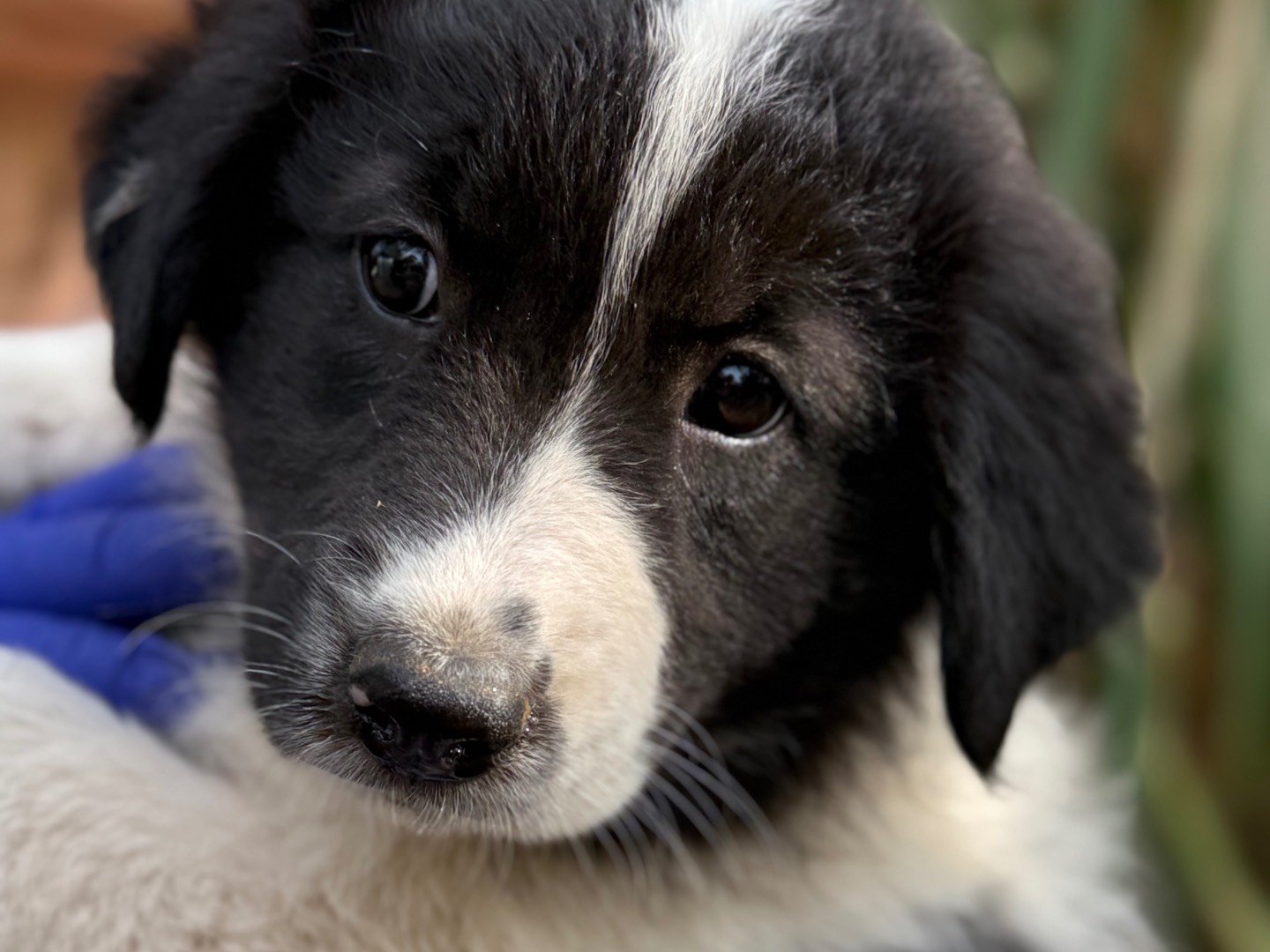 Adotta un cane, taglia media, femmina, Catanzaro