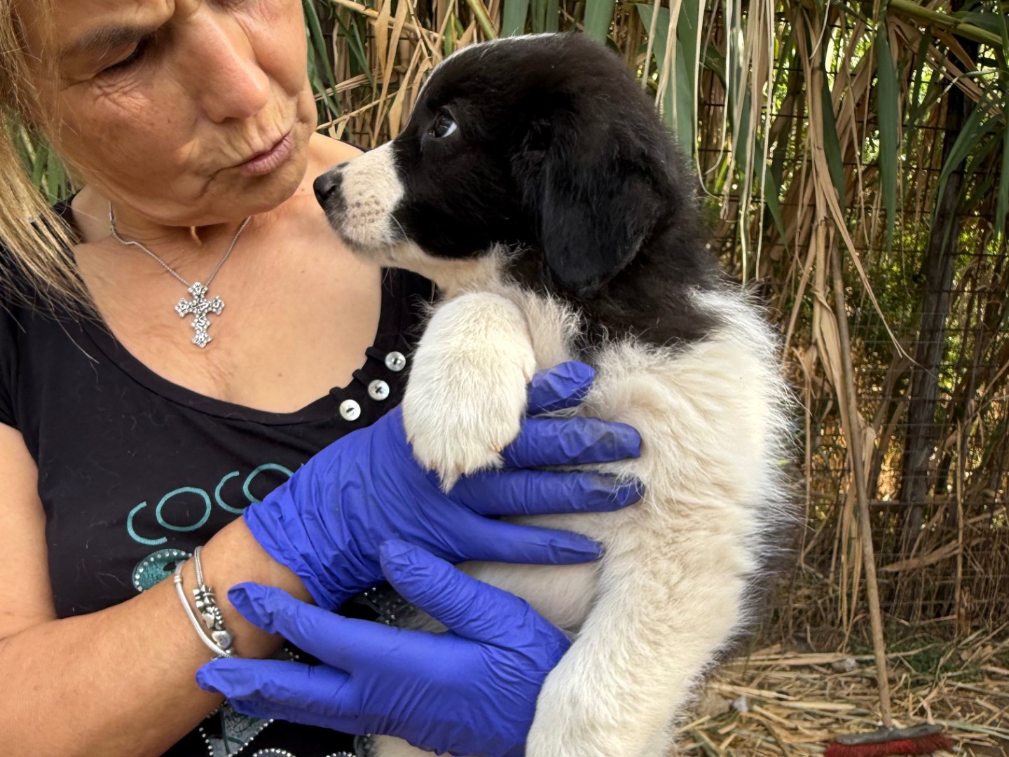 Vuoi adottare un cane a Catanzaro?