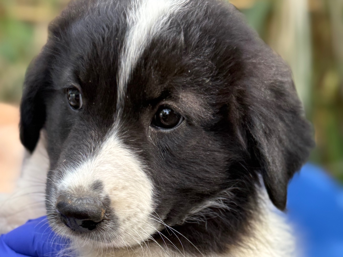 Adotta il cane Penny a Catanzaro