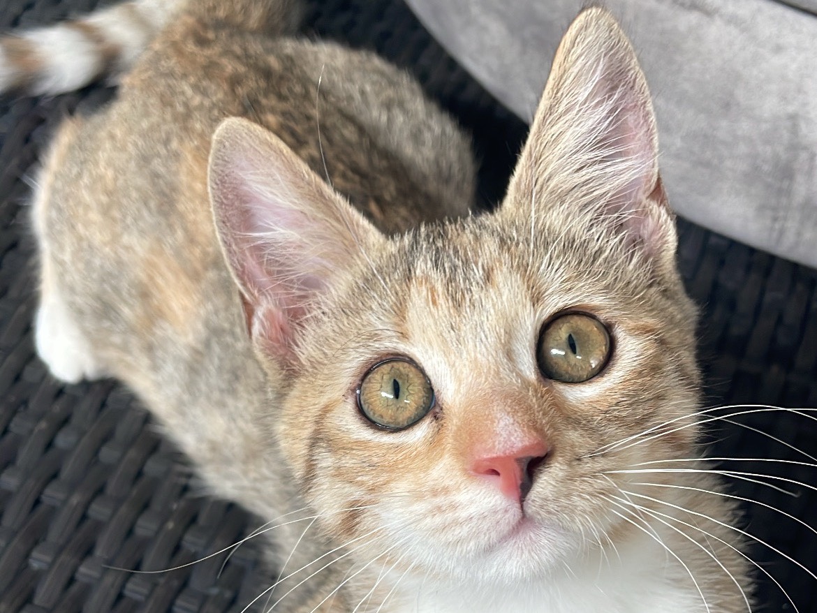 Adozione gatto, femmina, Razza sconosciuta Razza sconosciuta, 2 mesi, taglia non valida, Lecce