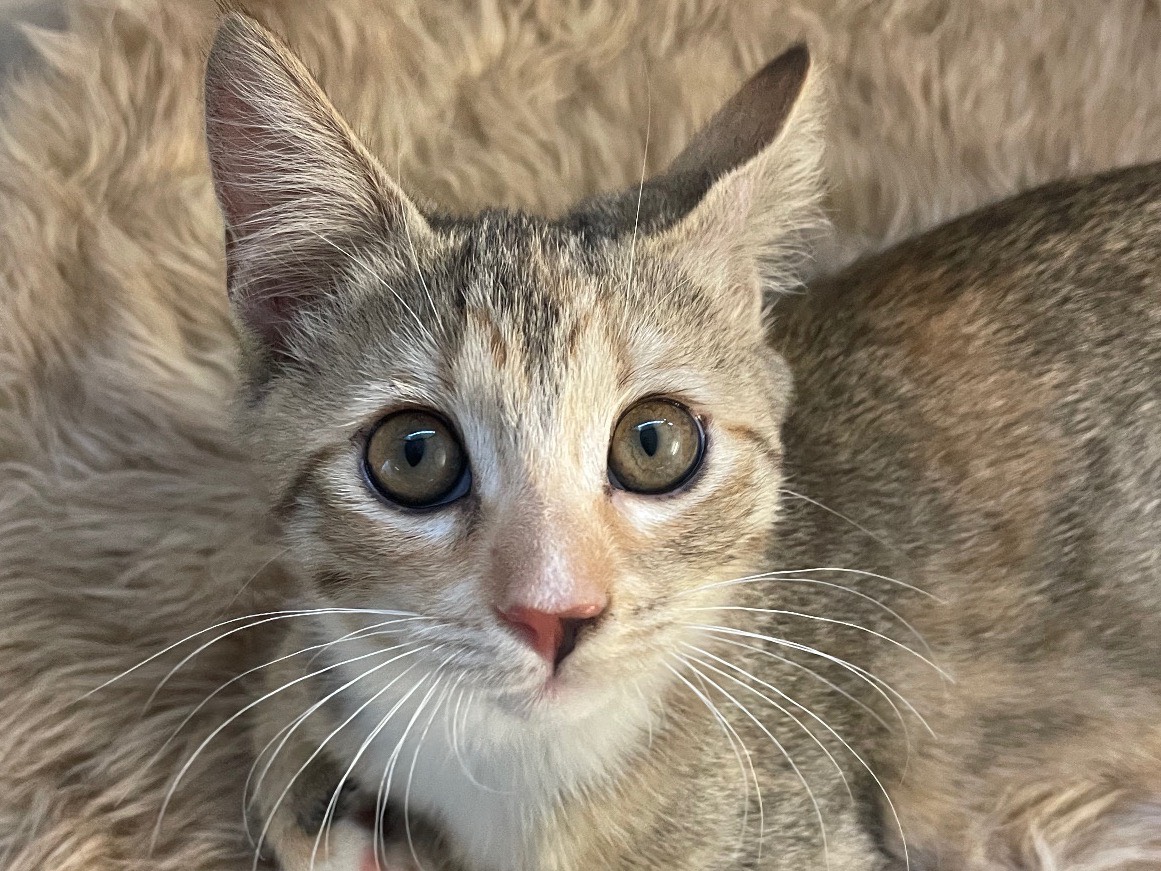 Adotta un gatto, femmina, 2 mesi, Lecce