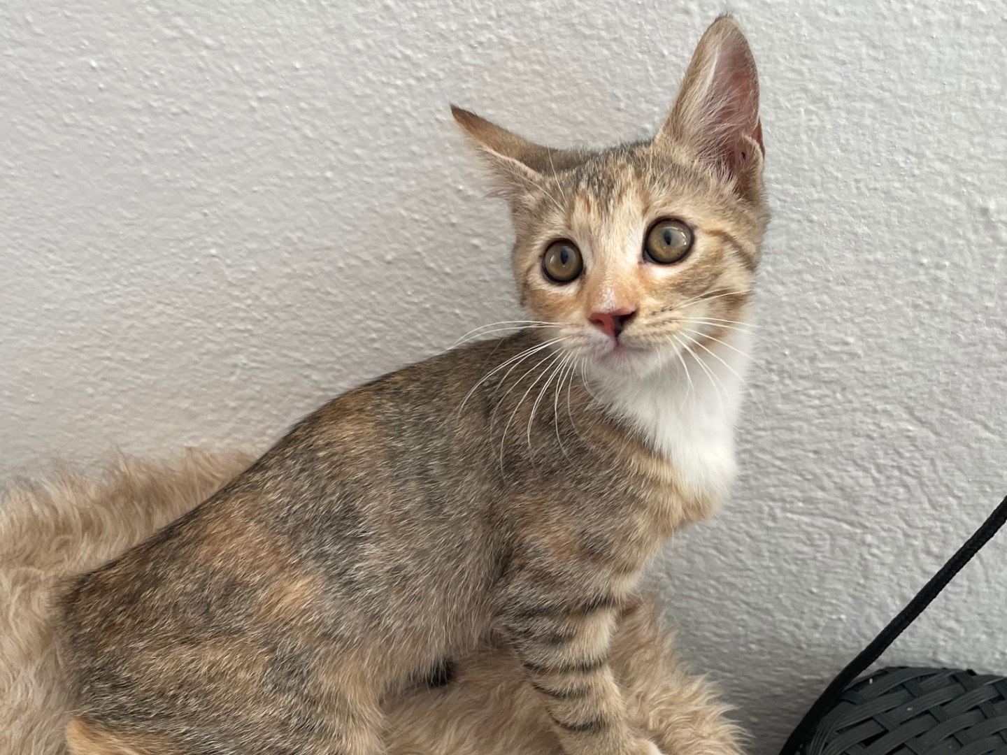 Adotta un gatto, taglia non valida, femmina, Lecce