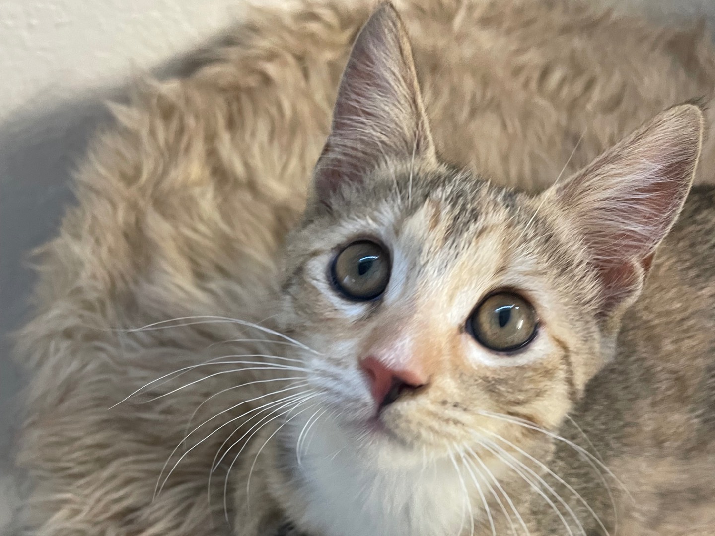 Vuoi adottare un gatto a Lecce?