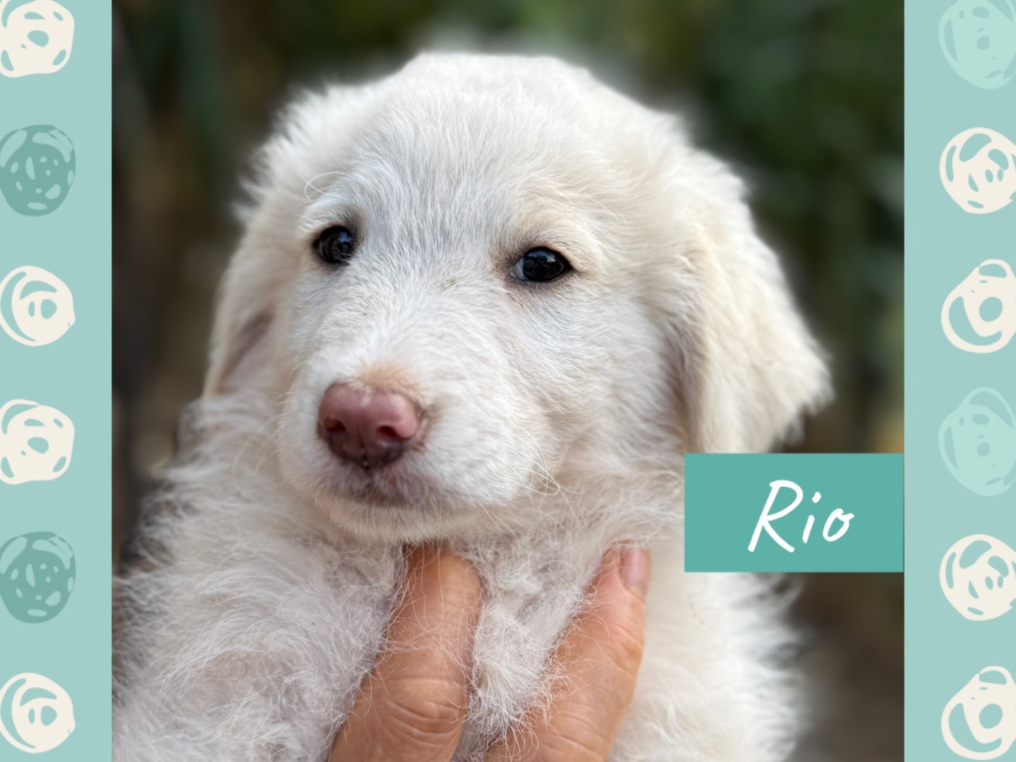 Adozione cane, maschio, Razza sconosciuta Razza sconosciuta, 4 mesi, taglia media, Catanzaro
