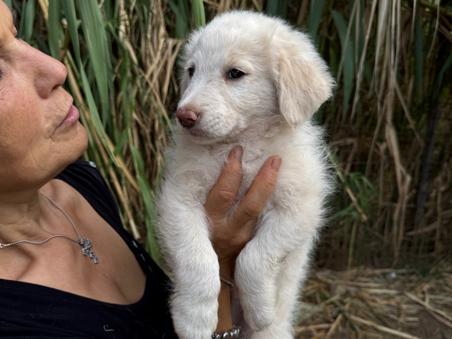 Adotta un cane, maschio, 4 mesi, Catanzaro