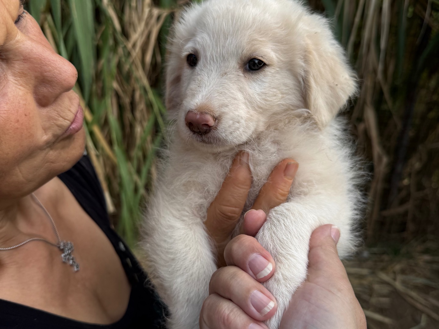Vuoi adottare un cane a Catanzaro?