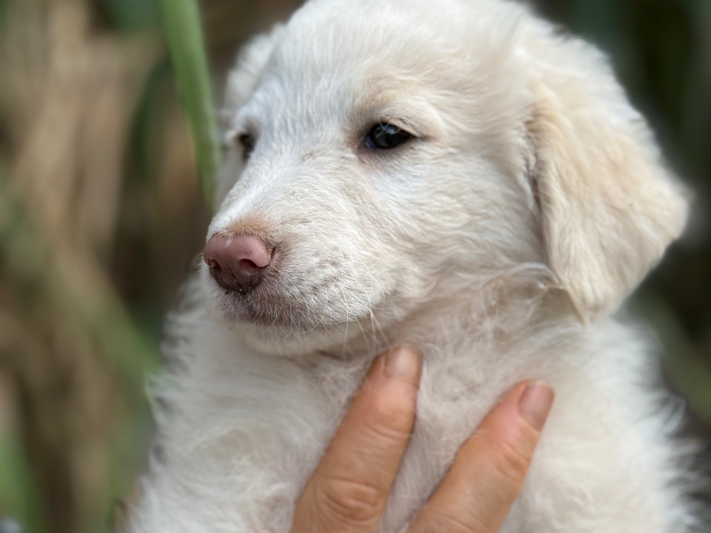 Adotta il cane Rio a Catanzaro