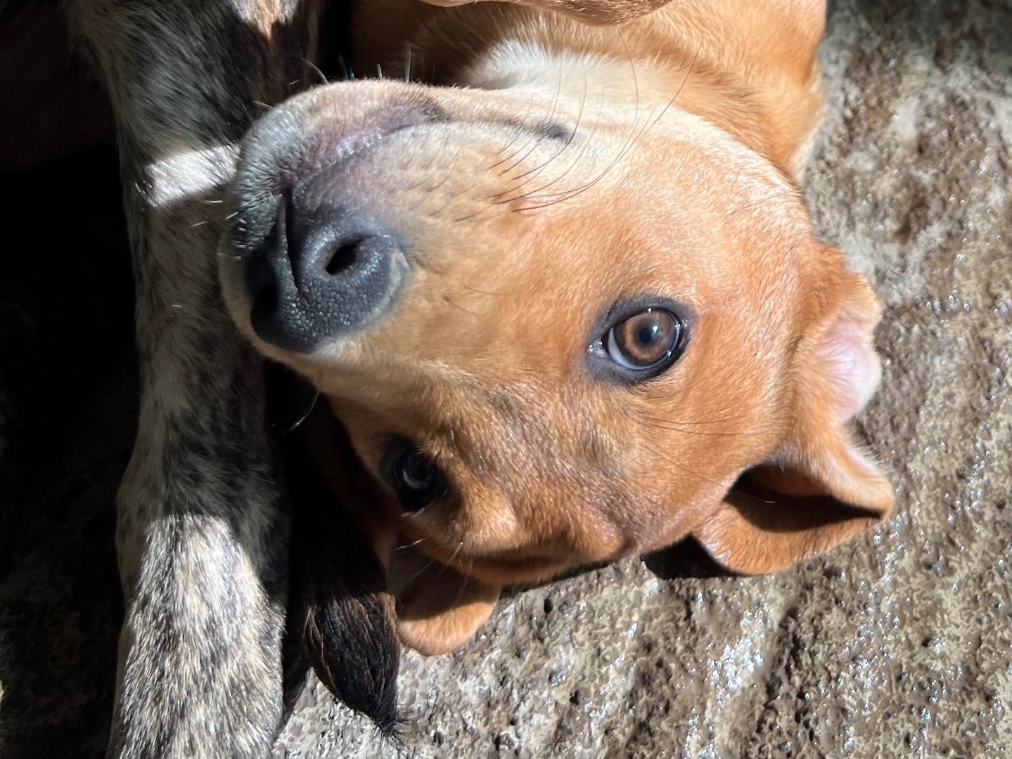 Adozione cane, maschio, Razza sconosciuta Razza sconosciuta, 3 mesi, taglia media, Catania