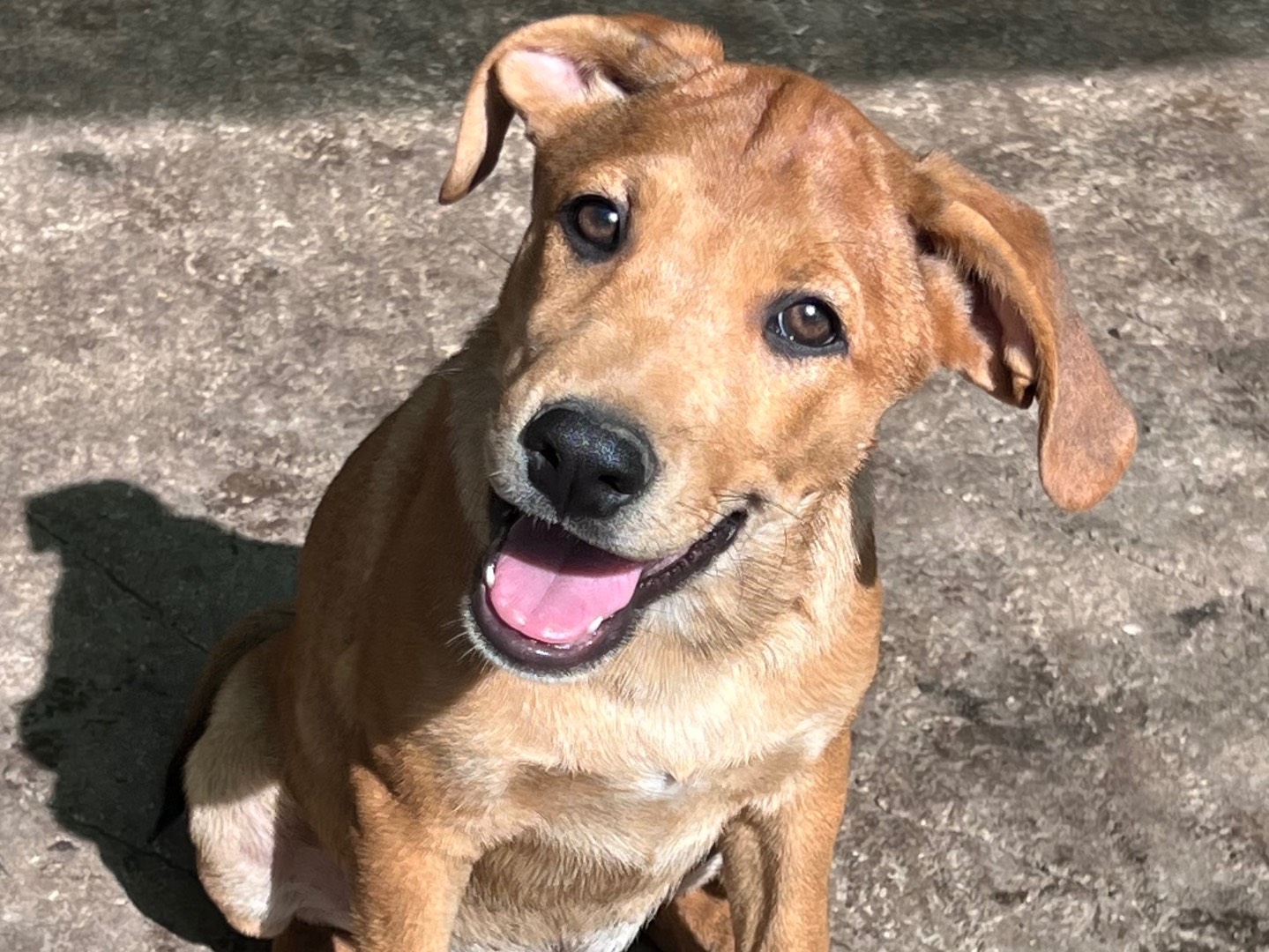 Adotta un cane, maschio, 3 mesi, Catania