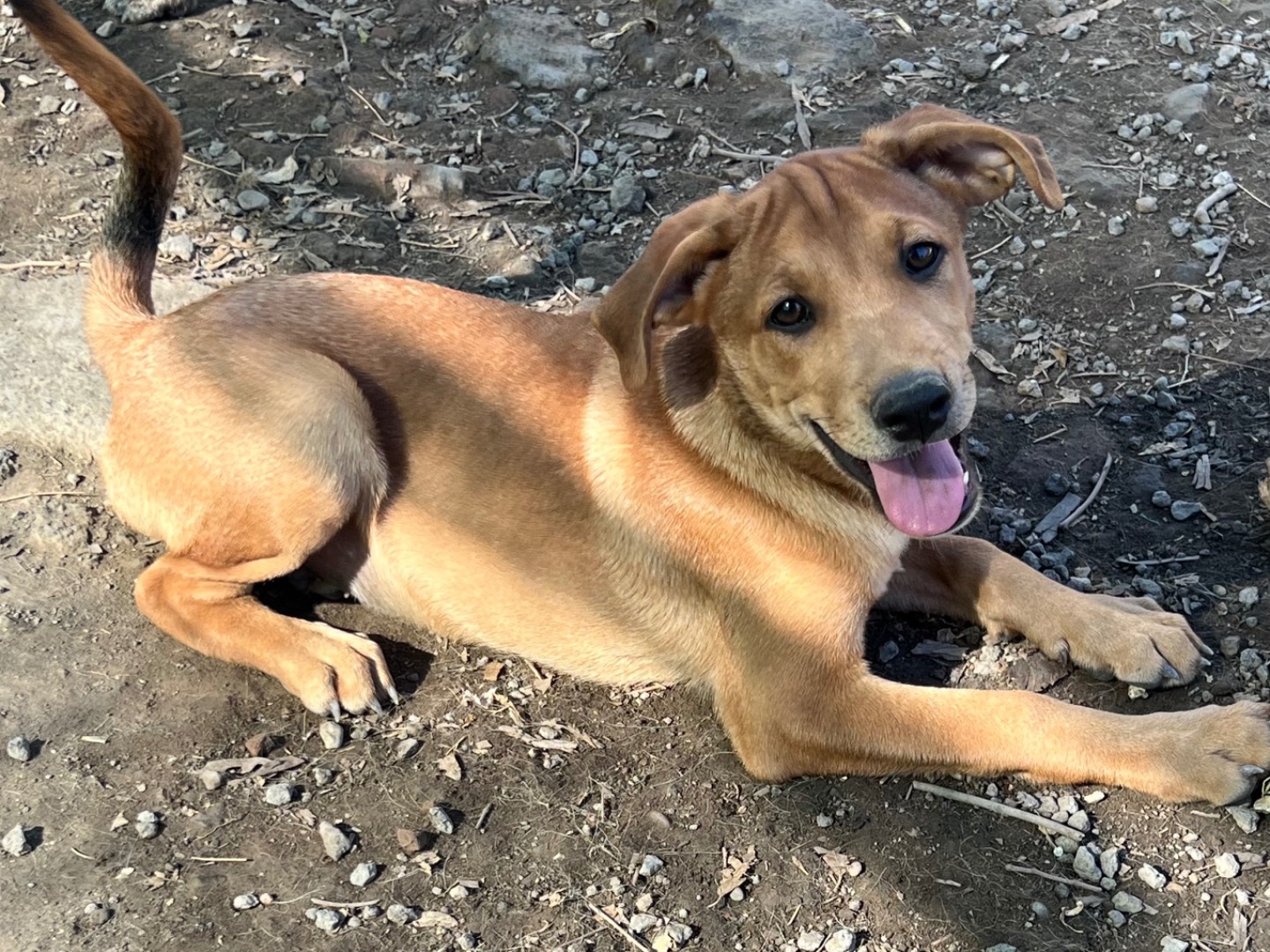 Adotta un cane, taglia media, maschio, Catania