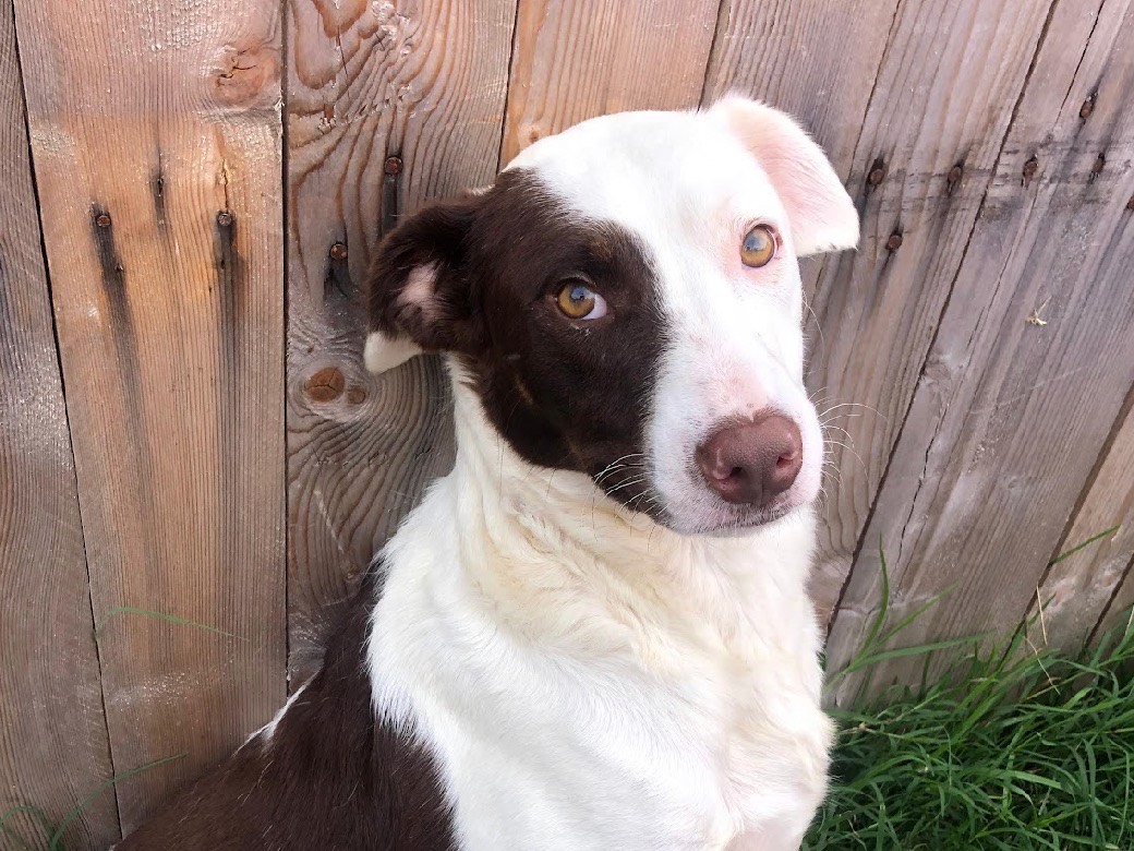 Adozione cane, femmina, Razza sconosciuta Razza sconosciuta, 2 anni e 2 mesi, taglia media, Treviso