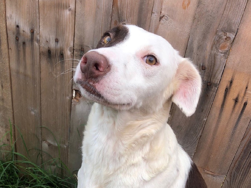 Adotta un cane, femmina, 2 anni e 2 mesi, Treviso