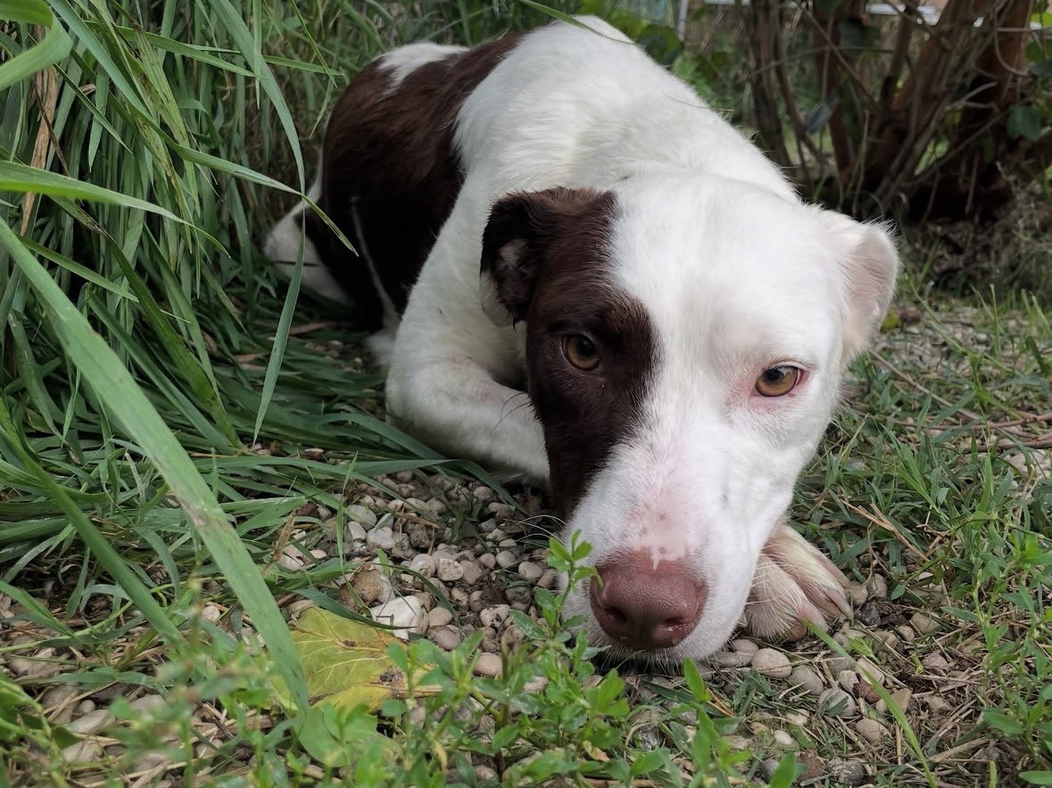 Adotta un cane, taglia media, femmina, Treviso
