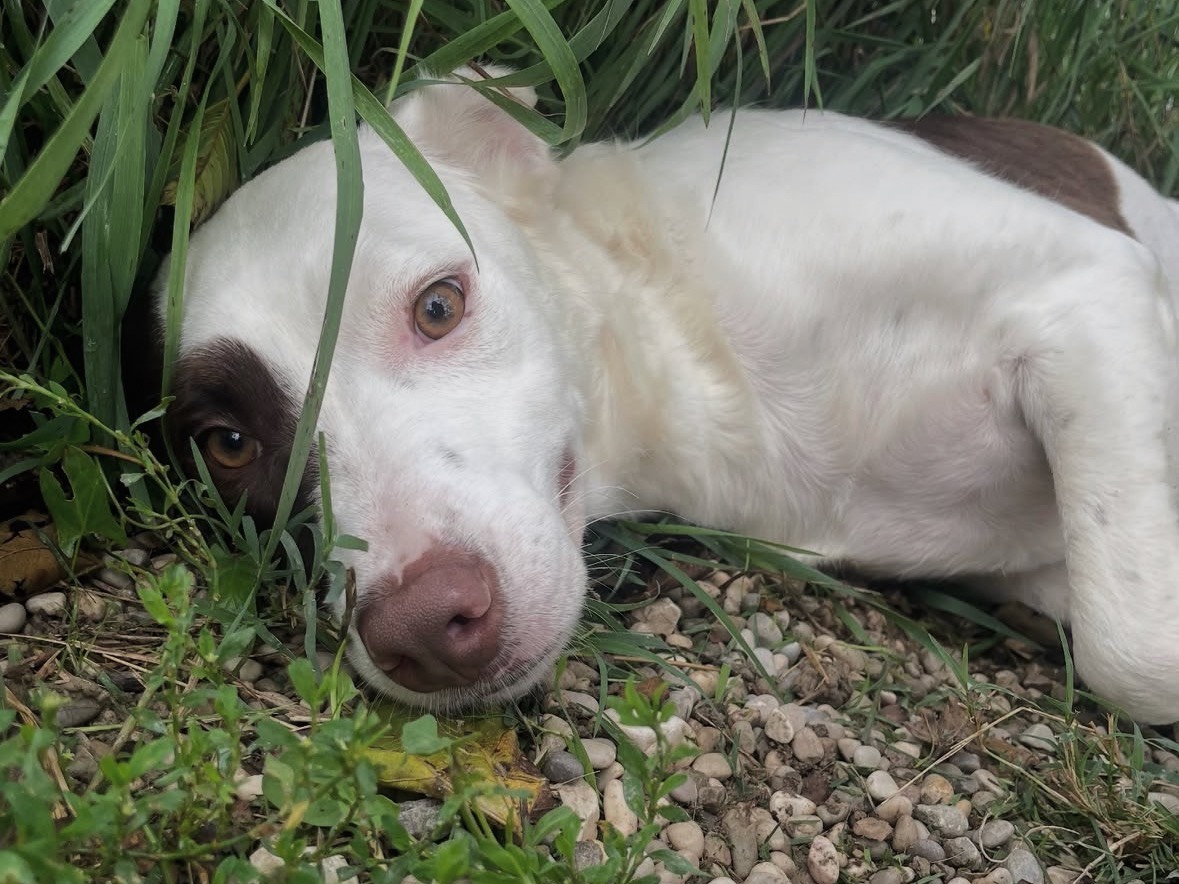 Vuoi adottare un cane a Treviso?