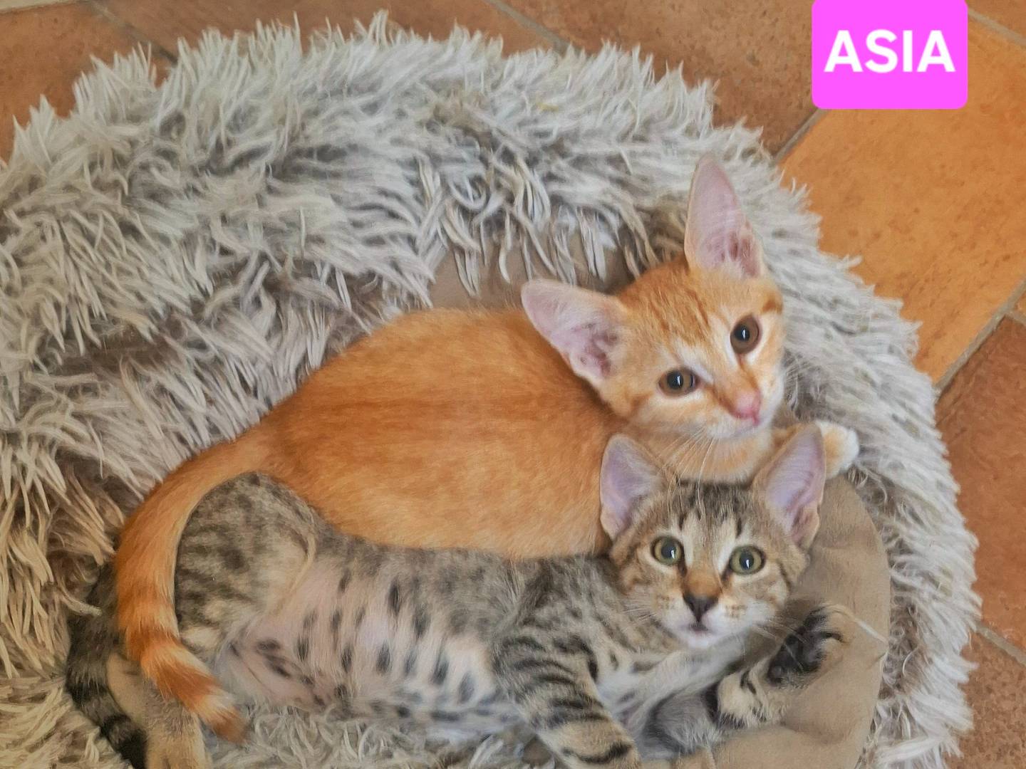 Vuoi adottare un gatto a Napoli?