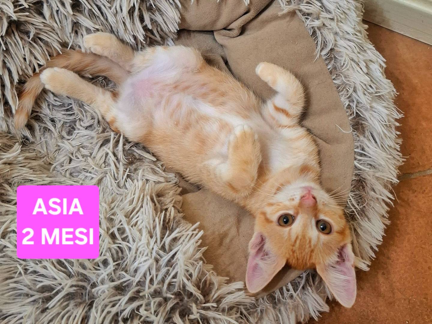 Adotta il gatto ASIA a Napoli