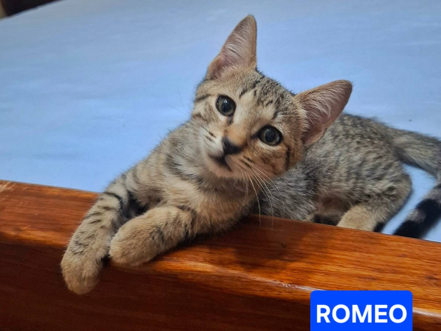 Adozione gatto, maschio, Razza sconosciuta Razza sconosciuta, 2 mesi, taglia non valida, Napoli