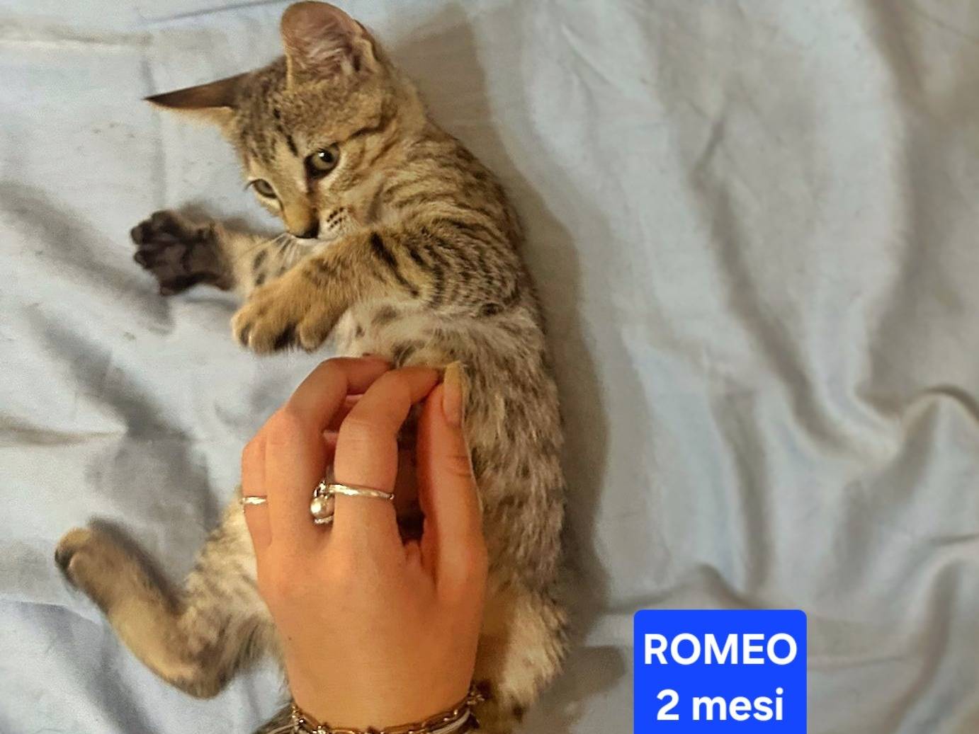 Adotta un gatto, maschio, 2 mesi, Napoli