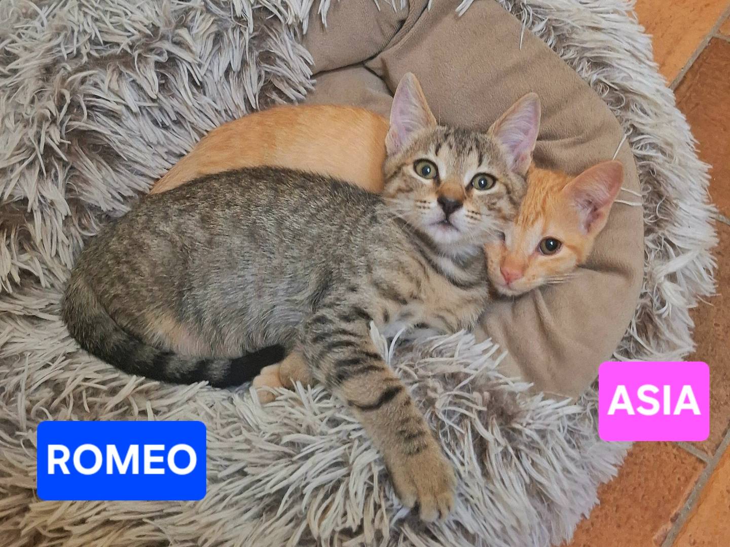 Adotta un gatto, taglia non valida, maschio, Napoli