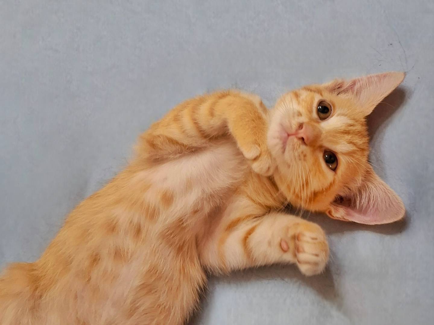 Vuoi adottare un gatto a Napoli?