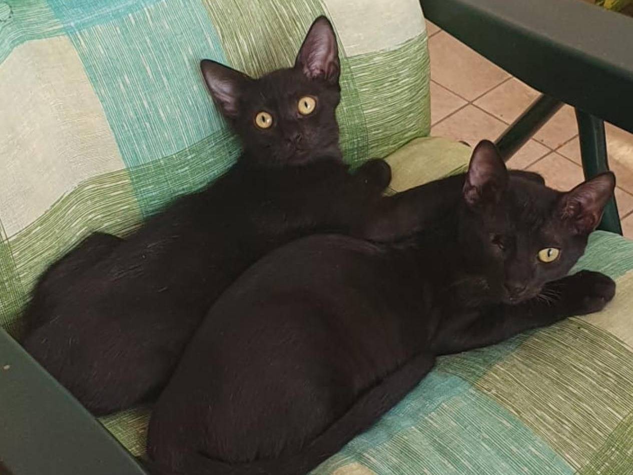 Adozione gatto, maschio, Razza sconosciuta Razza sconosciuta, 3 mesi, taglia non valida, Torino