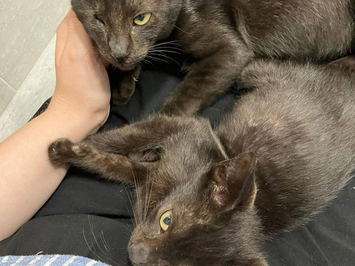 Adotta un gatto, maschio, 3 mesi, Torino
