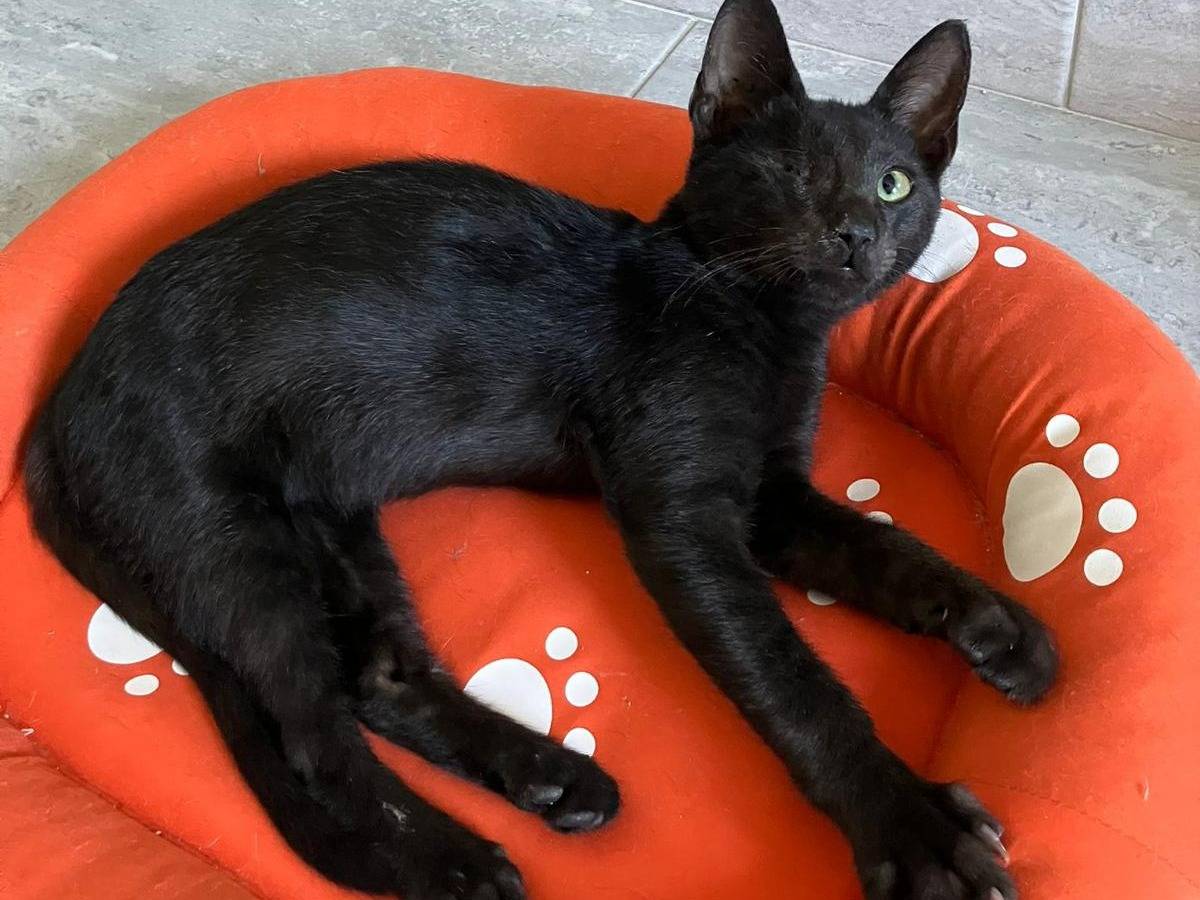 Adotta un gatto, taglia non valida, maschio, Torino