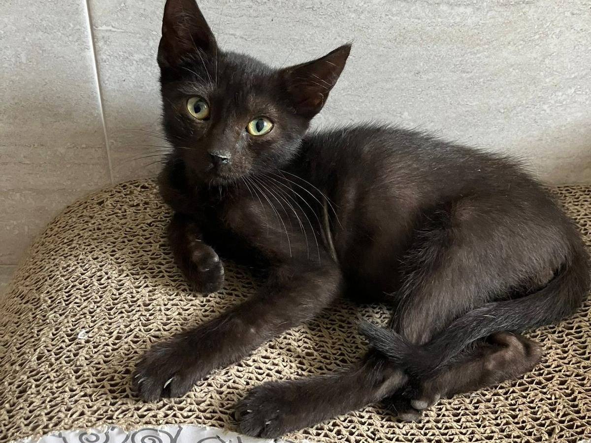 Vuoi adottare un gatto a Torino?