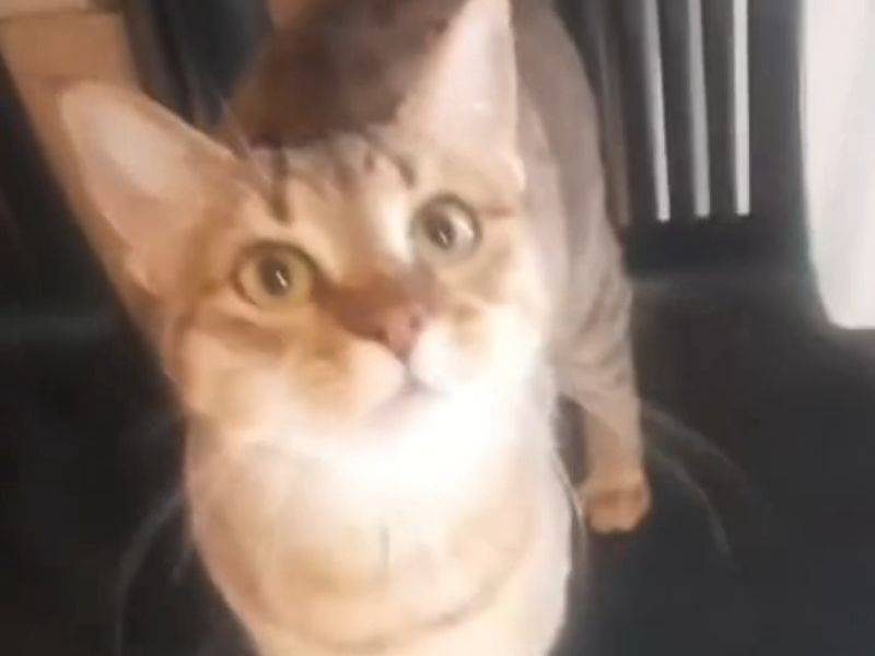 Adozione gatto, femmina, Razza sconosciuta Razza sconosciuta, 6 anni e 4 mesi, taglia non valida, Torino