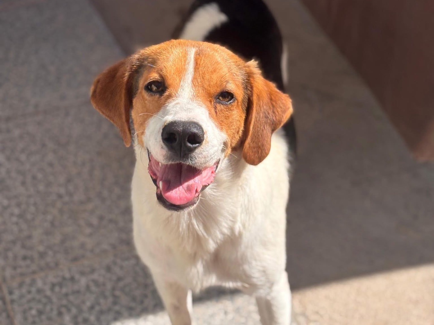 Adozione cane, maschio, Beagle  Razza sconosciuta, 1 anno e 1 mese, taglia media, Napoli
