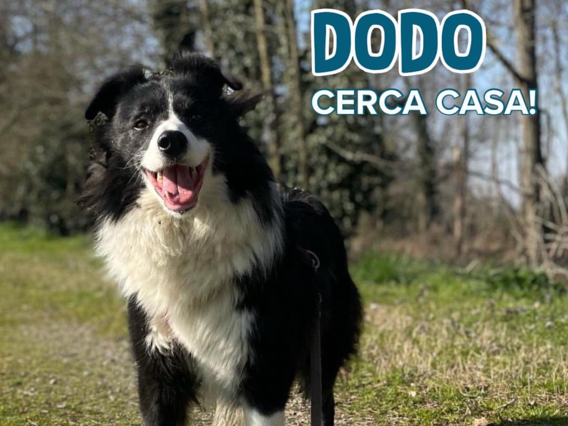 Adozione cane, maschio, Border Collie Razza sconosciuta, 5 anni e 9 mesi, taglia media, Milano