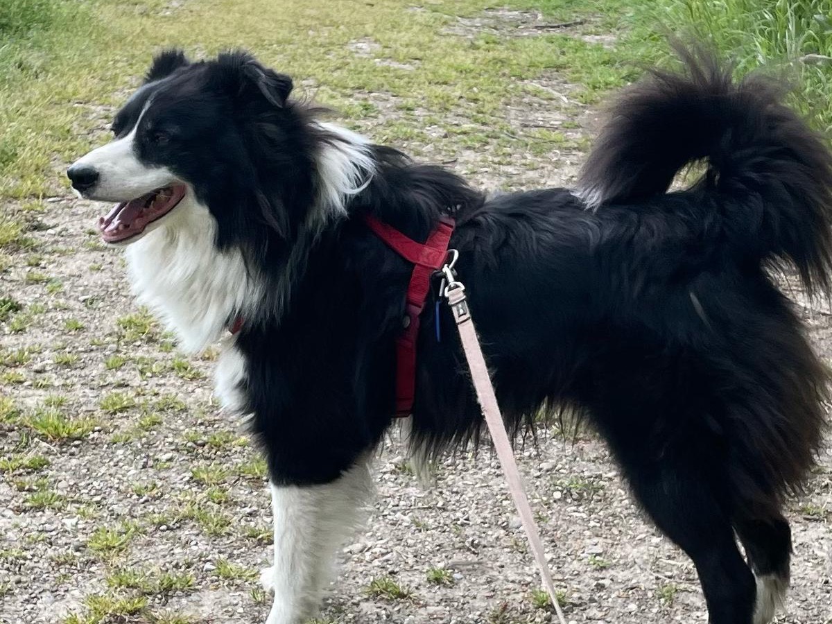 Adotta un cane, maschio, 5 anni e 9 mesi, Milano